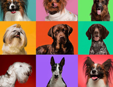 Votre chien est-il assuré?